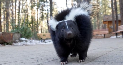 Meet Douglas Fur, the skunk that's stealing hearts at the High Desert Museum