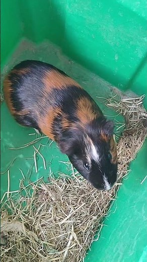 Une cage toute propre pour mon cochon d'inde !