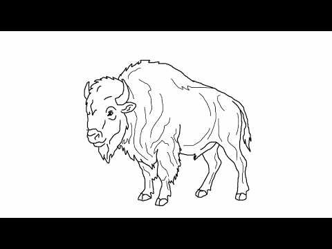 Bison Drawing Easy - American Bison Buffalo - Realistic Simple Animal Sketch - Step By Step