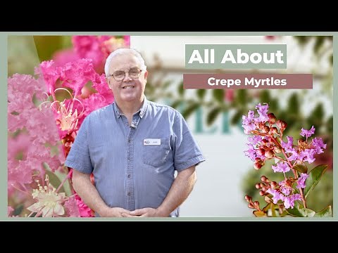 All About Crepe Myrtles | The Greenery Garden & Home