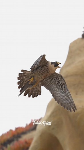 Female Peregrine Falcon landing with a prey. #Falcons #peregrinefalcon #birdsofprey #birdsinflight #birds | Tohid Azimi