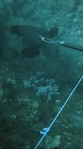 Spearfishing huge malabar on pole spear! | David Ochoa