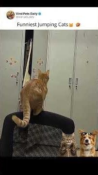Funniest Jumping Cats Moments 🐱 #shorts