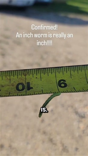This Guy Had To Measure An Inch Worm On A Tape