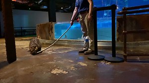 Is that a new prize in-paw?! Watch as Bernard walks himself back to his den after a successful target training around our Stingray Touch exhibit. For Bernard, a new stick is always a win! | Wonders of Wildlife