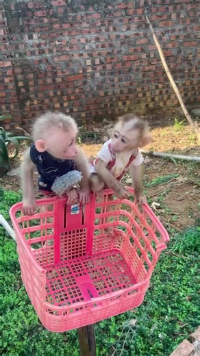 Best Friends: BonBon and Bingo's Heartwarming Journey