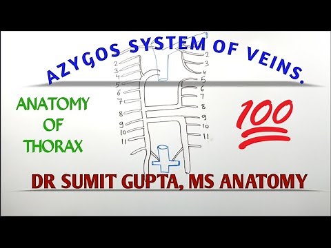 AZYGOS SYSTEM OF VEIN