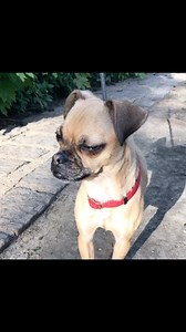 34 reactions · 4 comments | Cuteness Overload!! Cute and sweet our little chug, chihuahua pug mix, loves the outdoors. We suspect perhaps a little too much creating her wanderlust and perhaps huw she ended up as a stray at animal control Wr are keeping a close eye an her and learning for more about her everyday. We hope to get her vetting done this week and begin her search fir her perfect family! #pug #chug #chihuahua #adoptashelterdog | Rescue Tails Animal Welfare | Facebook