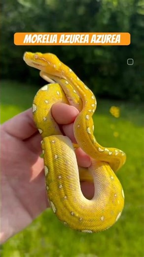 Biak Green Tree Python