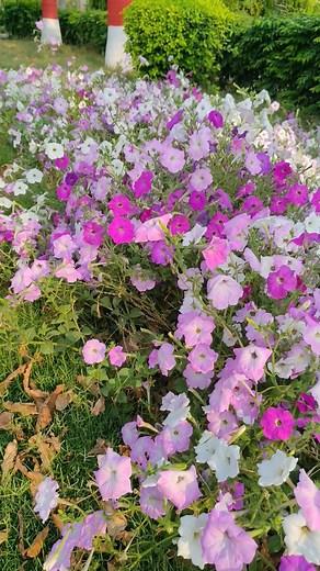 14 reactions · 23 comments | Morning fresh and positive vibes# Beautiful flowers #phool hi phool# flower lover# Nature lover#nature photography #facebook #facebookreel #viralreel #trendingreel #reelsviralfb #fbreelsfypシ゚viralfbreelsfypシ゚viral #fbreelsfypシ゚viralfbreelsfypシ゚viralreelvideo #sowandgrowsavvvy @ [122119490942719980:49210:@topfans] Ajaysingh Rajguru Rajpurohit Jafar Zaidi Harish Kushwaha Shivangi Gupta Savitri Sharma | Sow and grow savvvy | Facebook