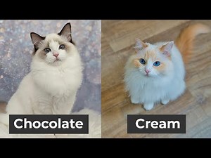Every Ragdoll Cat Color and Pattern You’ll Ever See | The Cat Butler