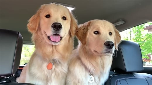 Golden retriever gets surprised by his girlfriends