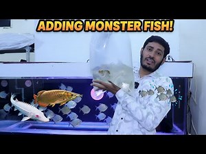 Adding New Fish in Arowana Tank – Amazing New Tank Mates in Action