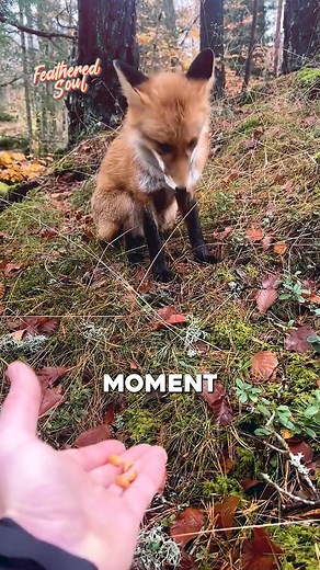 Hand-Feeding a Wild Fox A wild fox stepped out of the bushes and trusted a man enough to eat right from his hand. A rare, breathtaking moment of pure connection with nature. #foryou #fyp #wildlife #naturelovers #amazingmoment | Featheredsoul