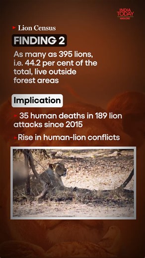 Why India's growing lion population is a worry The 16th Lion Census reveals a rise in the Asiatic lion population and expanding habitats. But with growth comes challenges—human-wildlife conflict, habitat stress, and more. For more on the findings of Lion Census and its implications, check out our story in the latest issue of #IndiaTodayMagazine. Read: https://shorturl.at/txiAc #AsiaticLions #LionCensus #WildlifeConservation #Gujarat #LionCensus2025 #AsiaticLions #GrowingPride #ConservationMatter