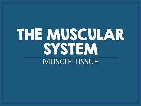 Anatomy and Physiology Curriculum- Unit 5- Muscular System