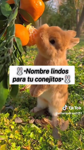 Nombres lindos para tus conejitos: ¡Inspírate!