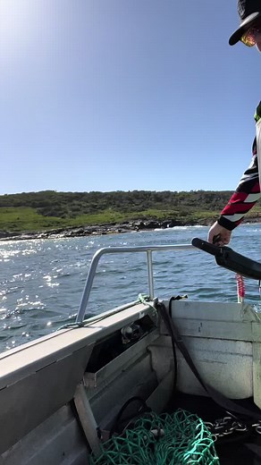 How we get abalone from a diver to the dingy 👌 #abalone #greenlip #flindersisland #diving #fyp