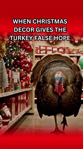 Usually, we get upset that stores skip Thanksgiving… but have you ever thought about it from a turkey’s perspective? | Mucks Trucks Towing & Recovery | Facebook