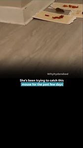 Chuha hun main gadha nhi 😂 | Whyhyderabad