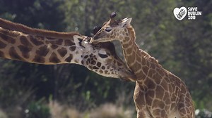 197K views · 2.6K reactions | ❤ Save Dublin Zoo ❤ As Ireland’s...