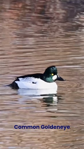 Common Goldeneye in Denver is a good sign that weird duck season is heating up!