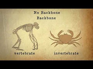 classification du règne animal _zoologie_