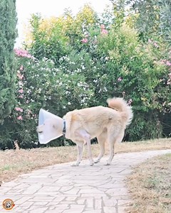 30K views · 3.4K reactions | La capacità di sopportazione è una grande dote dei cani sicuramente molto sviluppata nella nostra MATILDE, che stasera già sembra stare bene ... | Quelli di nessuno di Tony e Laura | Facebook