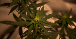 Cannabis: ‘Drugs and the Body’ video series