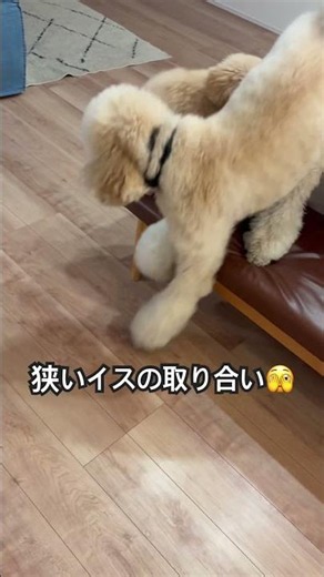 椅子取りゲーム！#多頭飼い#プードル大好き#スタンダードプードル#ティーカッププードル#ミディアムプードル