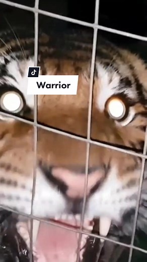 Majestic Siberian Tiger Fighter Edit