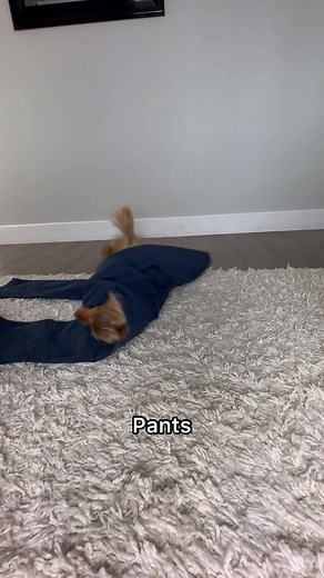 Cute Dachshund Dog Tricks Compilation