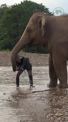 The Heartwarming Bond Between Lek and Thong Ae, the Elephant