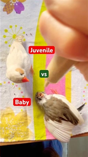 Baby Zebra Finch Feeding Sounds #zebrafinches #baby #feeding #finch