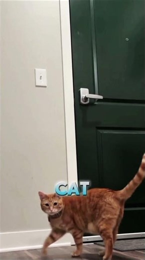 He Thought His Owner Was Gone Forever... 🥺