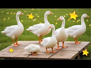 DUCK, DUCK SWIMMING FAR AWAY, CUTE DUCK SONG WEK WEK WEK, CUTE DUCK RIDING A TRUCK, GOOSE SOANG