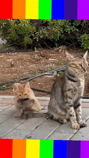 Vijay Surya on Instagram: "😜🐈💕மாத்தி யோசி 💕🐈😜 #viralcomedyreels❤️❤️♥️♥️🔥🔥😂😂🤣🤣😂😂🤣🤣❤️♥️❤️♥️🎉💥👀💢 #cattrendingcomedy #trendingshorts #viralshorts #shortsfeedsinstagram❤️❤️❤️❤️❤️🤗🤗🤗🤗💯💯💯💯❤️❤️❤️❤️❤️❤️💕💞❤️🦮🐈😍😍💕💞😘💝😻💖💖😛🤩🥰🥰❤️🦮🐈🐈😍💕💕💕💞😘😘💝😻💖🎉😛🤩"