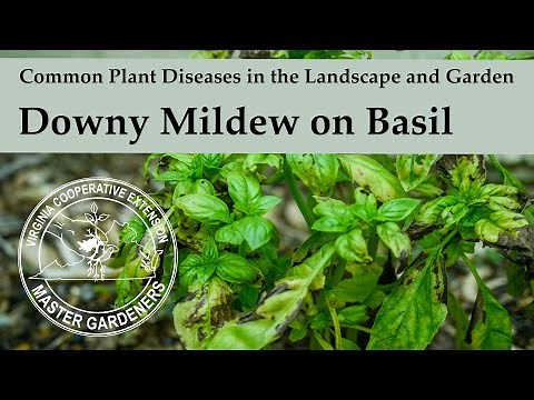 Downy Mildew on Basil - Common Plant Diseases in the Landscape and Garden
