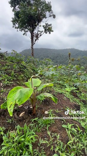 Essential Guide to Off-Grid Homesteading Today