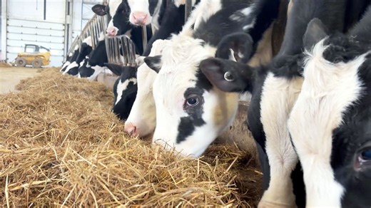 CTV National News: N.B. government's move to privatize large animal vet service sparks concerns