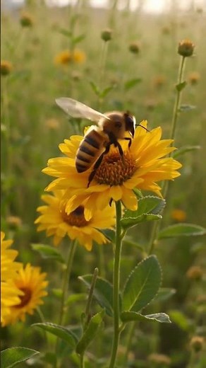 The Hidden Journey of a Bee