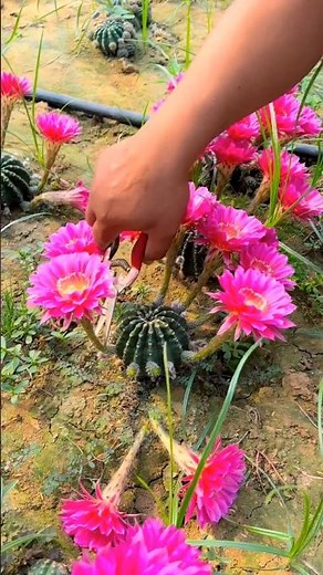 Cactus cultivation techniques #cactus #smartfarming #gardentips