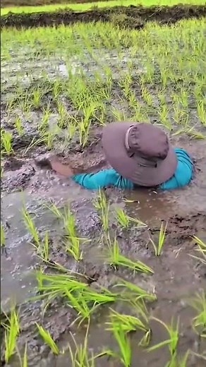 How Chinese people plant rice |China rice planting