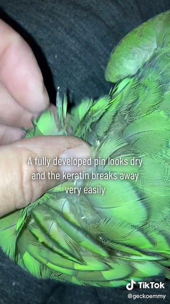 Understanding Pin Feathers in Pet Birds
