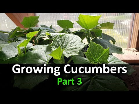 How To Grow Cucumbers Part 3 - Planting In Your Garden