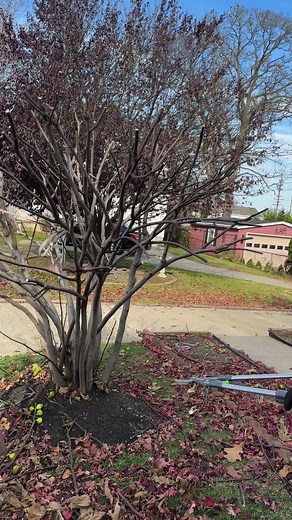 4.5K views · 99 reactions | Perfect day for fig tree pruning #tree #figs #fall | Eva Sciarappa | Facebook