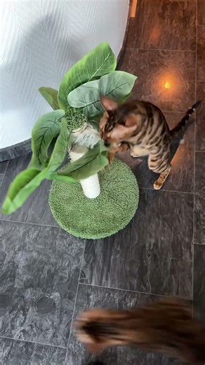 Cat playing with a hidden feather 😹 #cat