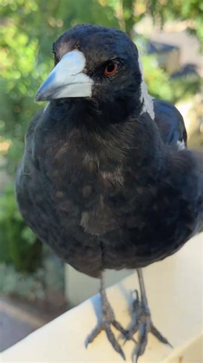 How to Train an Australian Magpie #magpie #birdsounds