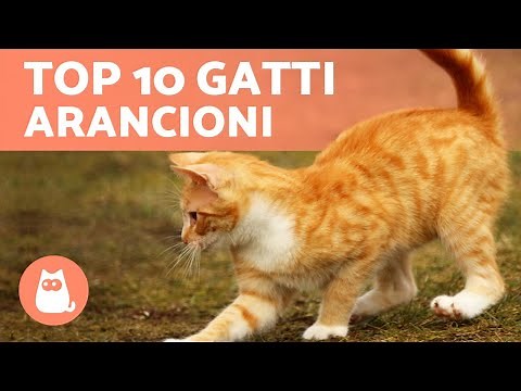 Razze di gatti ARANCIONI 🐱🧡 TOP 10