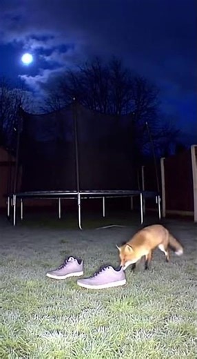 Crazy Nighttime Trampoline Antics: Wild Animals in Action!